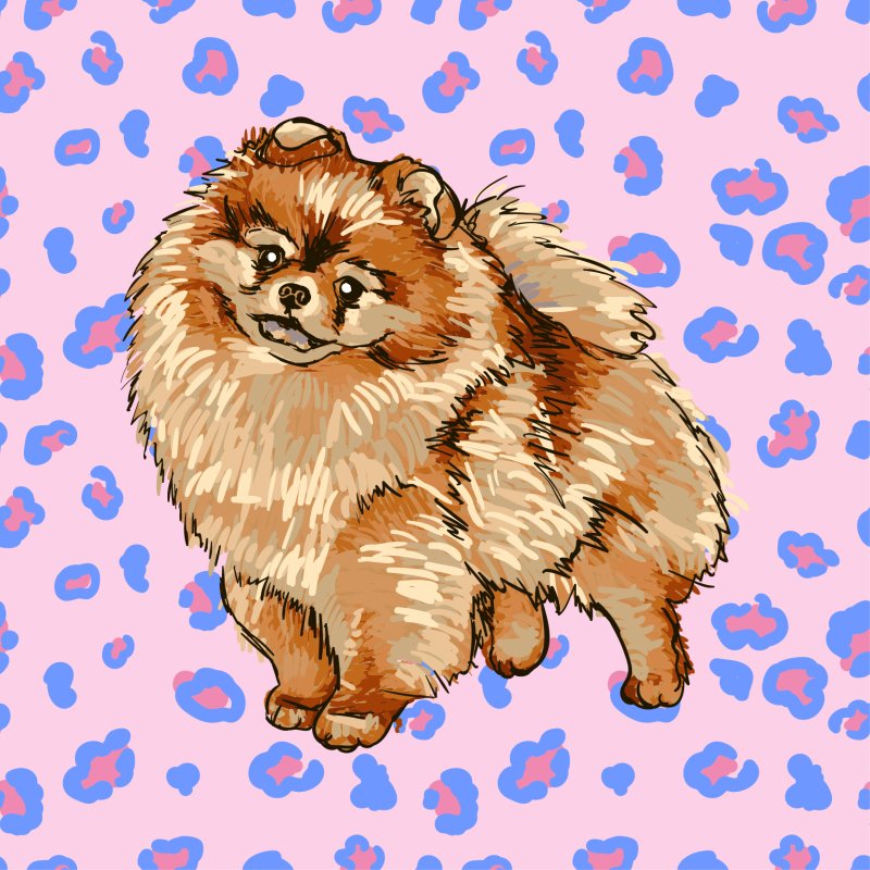 Шпиц рисунок