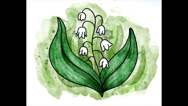 Ландыш рисунок карандашом