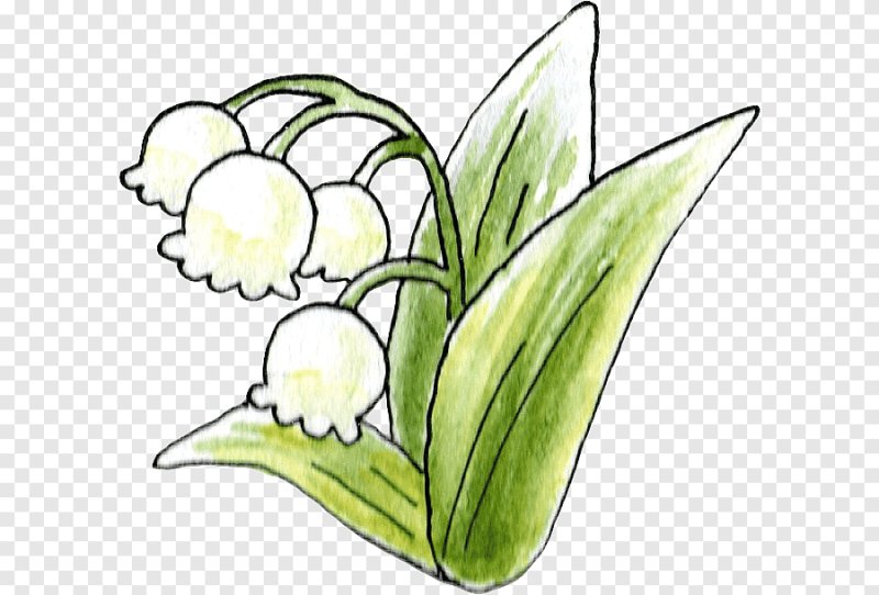 Ландыш рисунок для детей