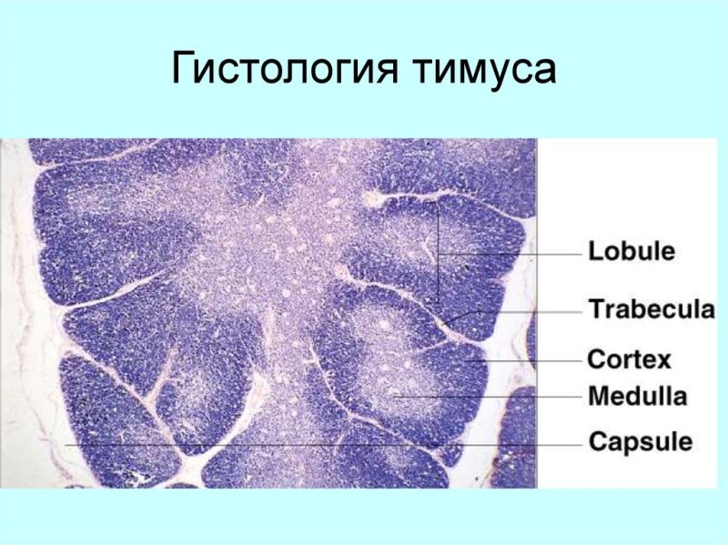 Тимус зобная железа гистология