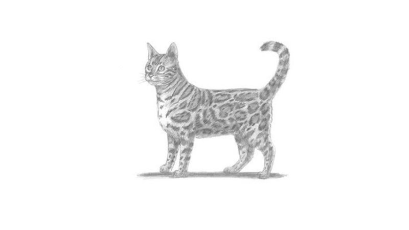 Бенгальская кошка раскраска