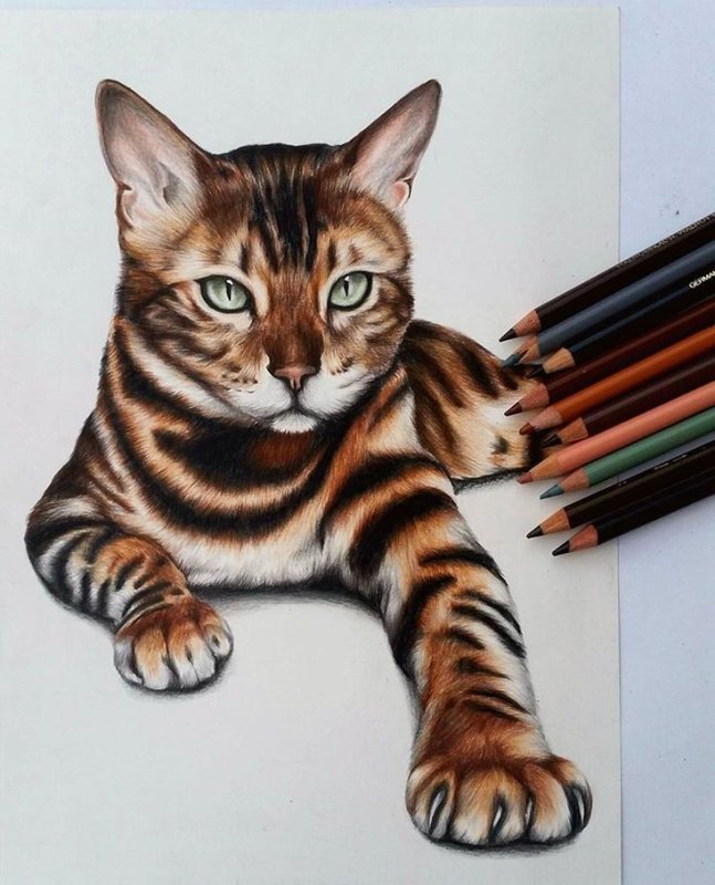 Кошка цветными карандашами
