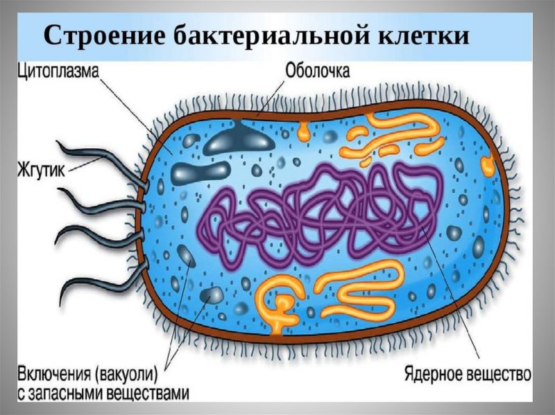 5 Класс структура бактериальной клетки