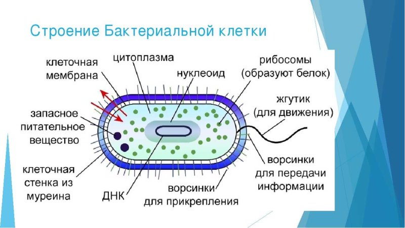 Строение бактериальной клетки микробиология рисунок