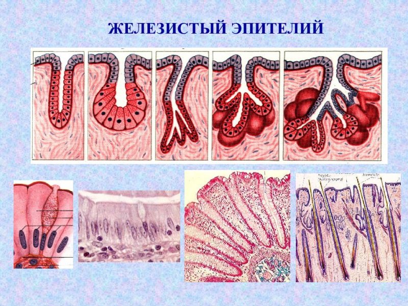 Железистый эпителий строение ткани