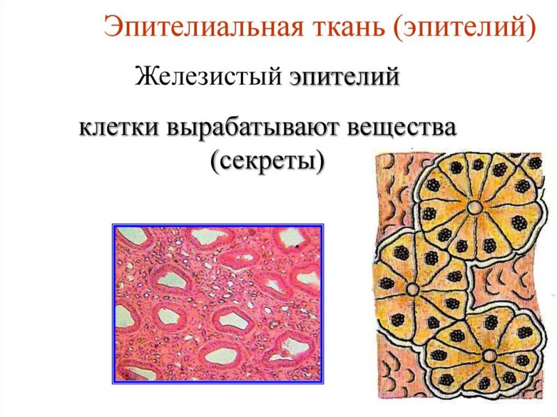 Строение железистой эпителиальной ткани