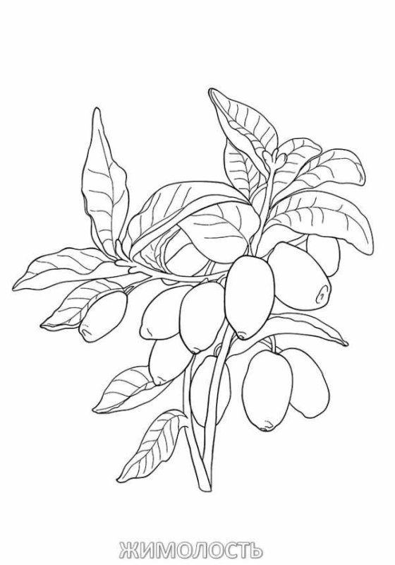 Жимолость кустарник рисунок