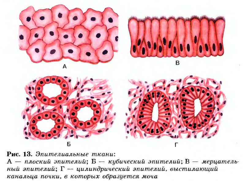 Однослойный эпителий многослойный эпителий железистый эпителий