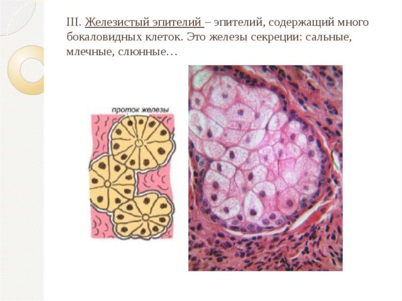 Железистая эпителиальная ткань рисунок