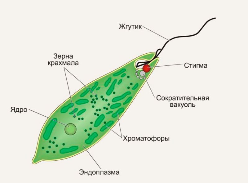 Части строения эвглены зеленой