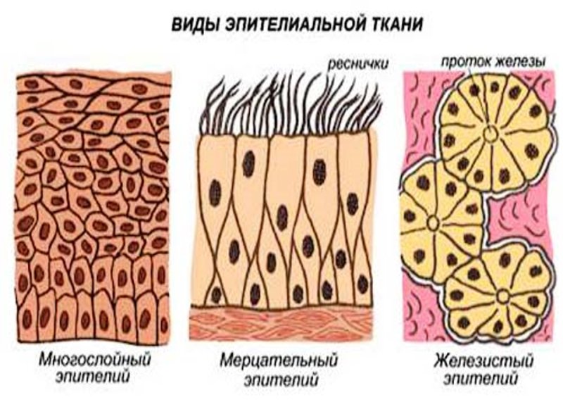 Клетки эпителиальной ткани рисунок