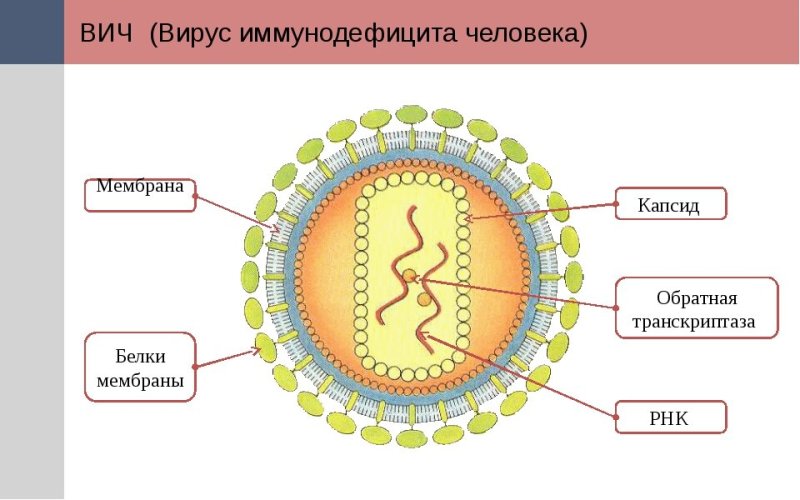 Схема строения вириона ВИЧ