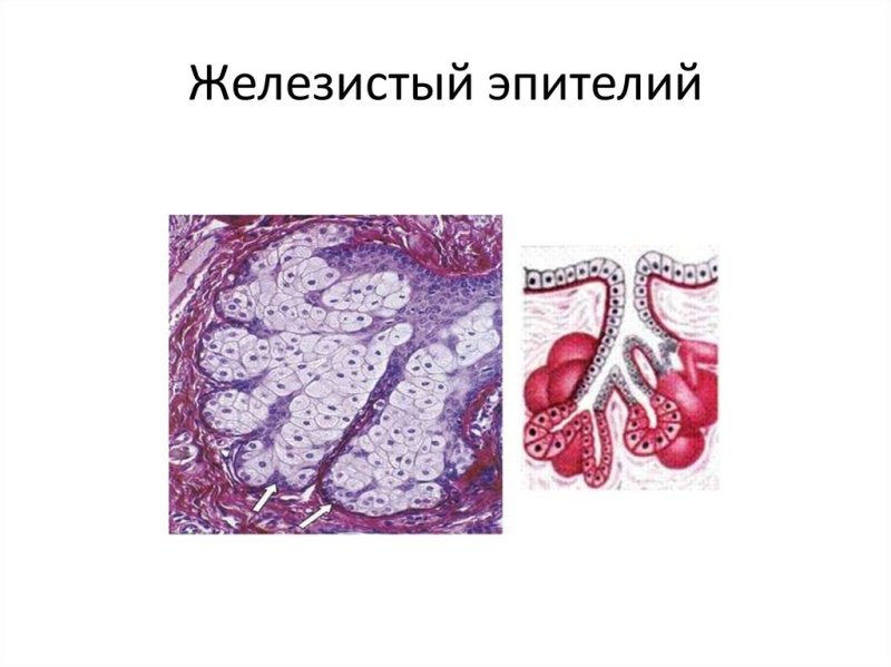 Железистый эпителий строение ткани