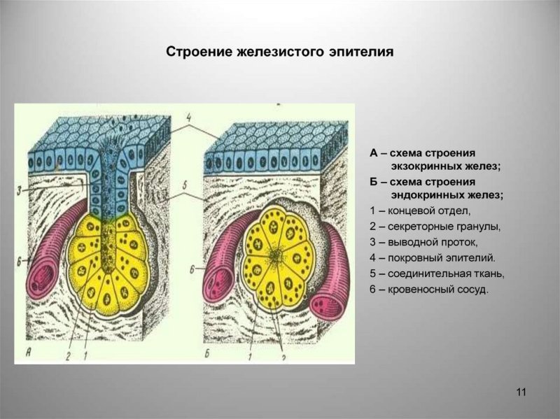 Железистый экзокринный эпителий рисунок