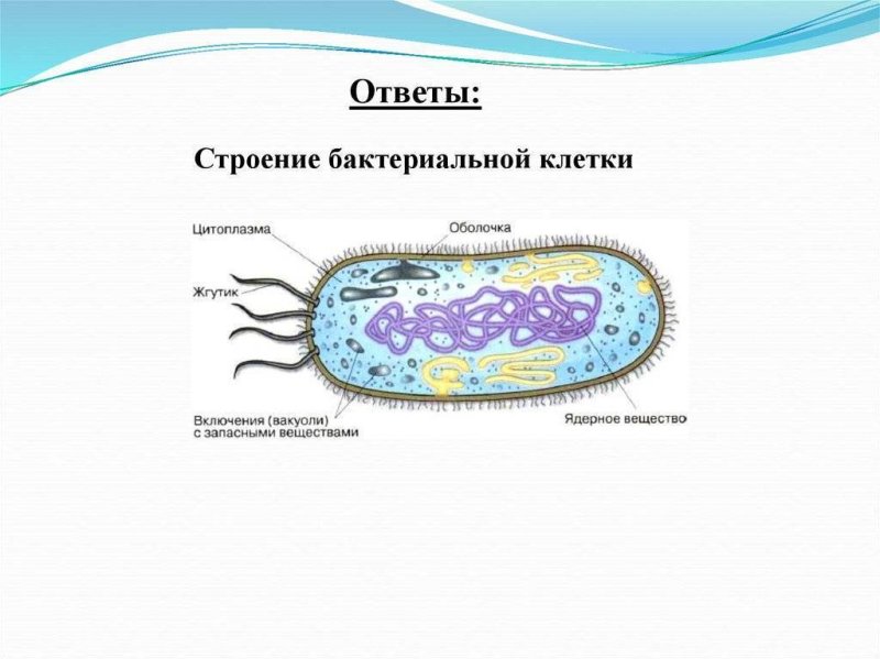 Модель бактериальной клетки 5 класс биология рисунок