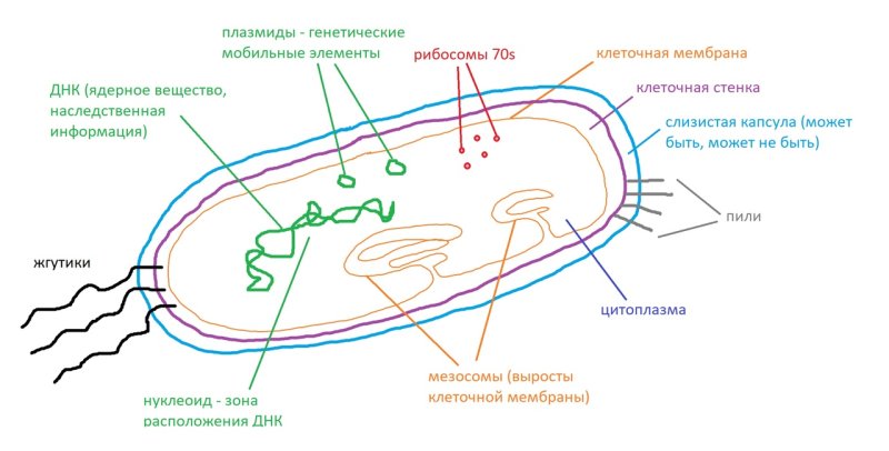 Строение бактерии ЕГЭ
