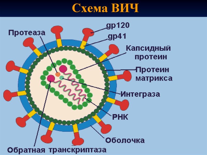 Строение вириона ВИЧ инфекция