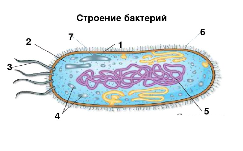 Строение клетки бактерии 5 класс