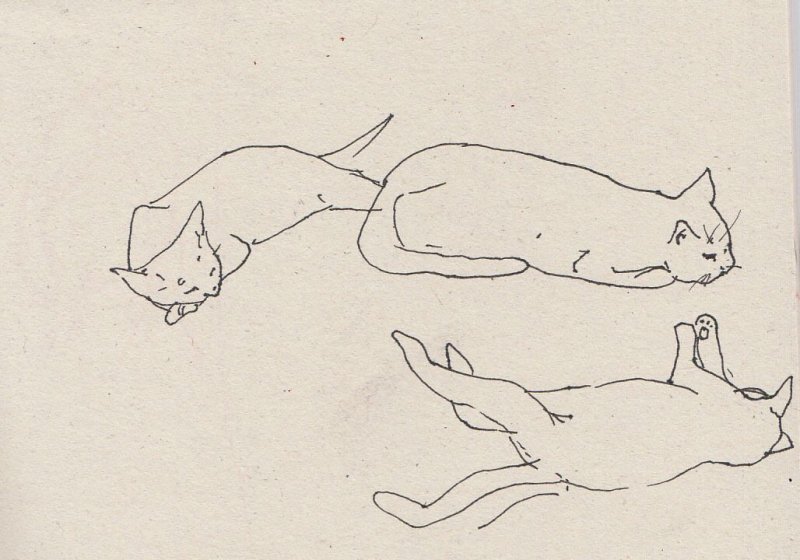 Кошка лежит рисунок