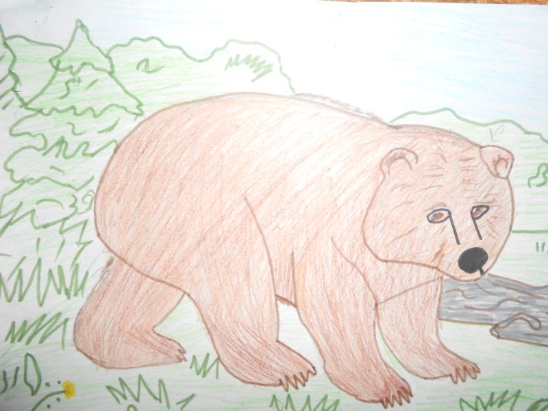 Медведь рисунок