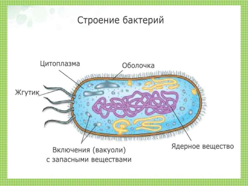 Строение бактериальной клетки 5 класс биология
