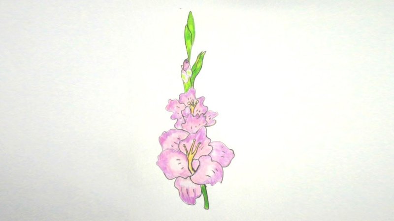 Гладиолус рисунок карандашом