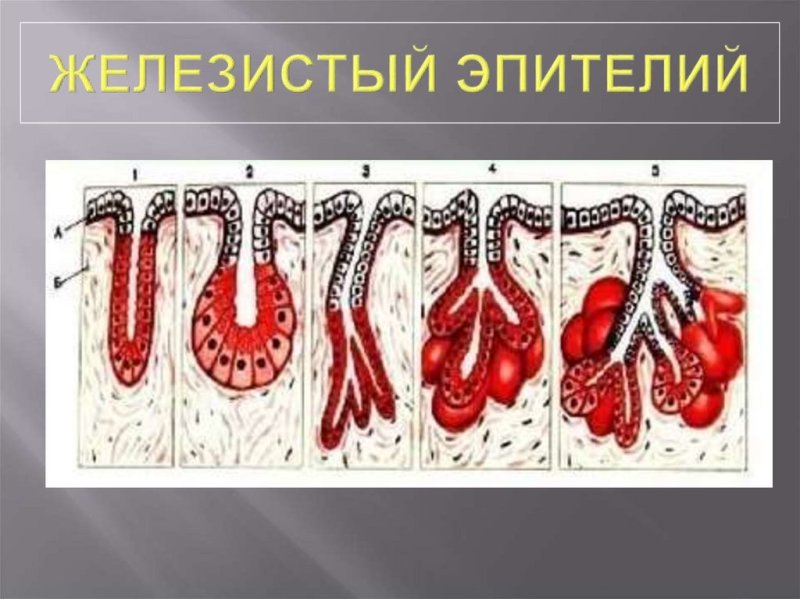 Железистый эпителий рисунок