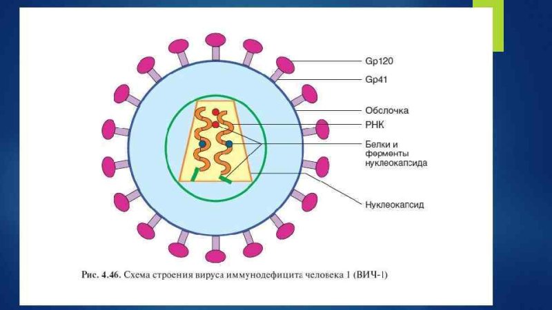 Вируса вич