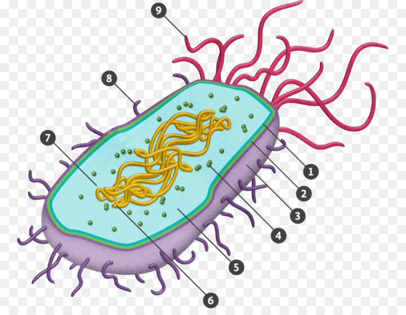 Строение бактериальной клетки прокариот