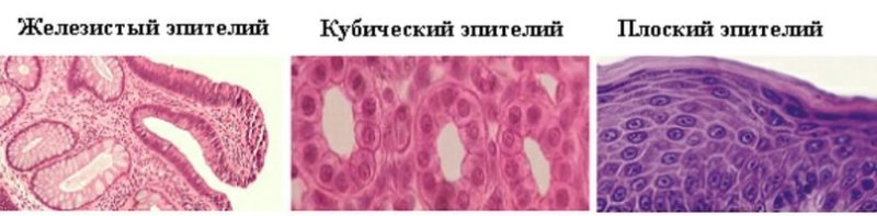 Железистый эпителий микропрепарат