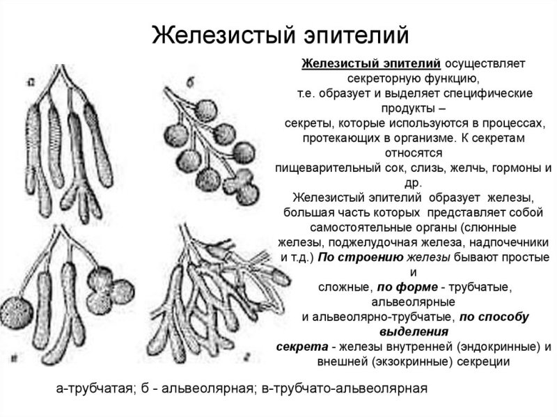 Эпителиальная ткань железистый эпителий функции