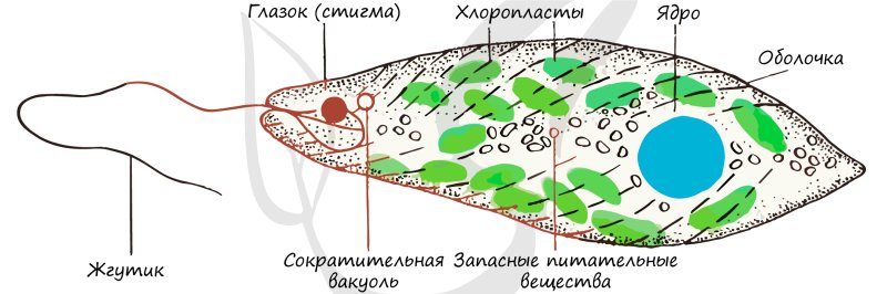 Эвглена зеленая строение