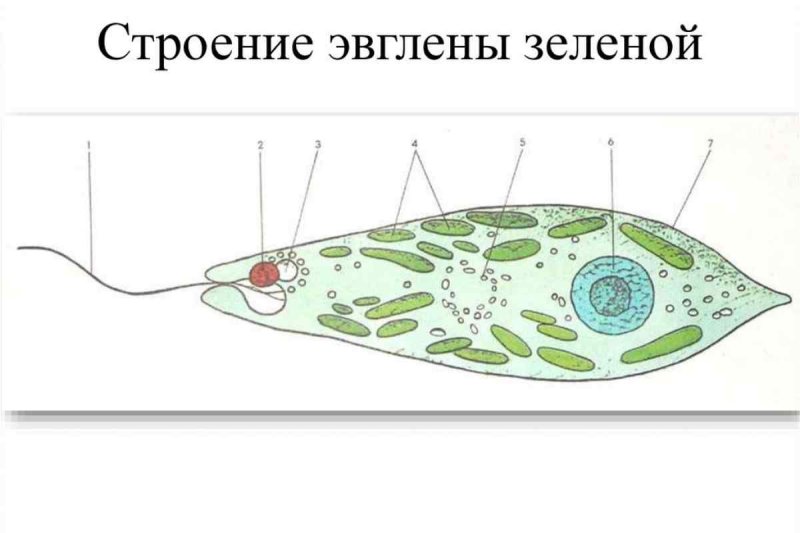 Строение эвглены зеленой без подписей