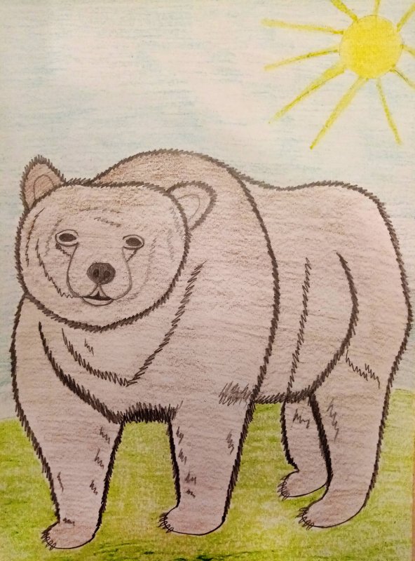 Медведь рисунок карандашом