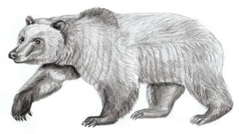 Медведь карандашом