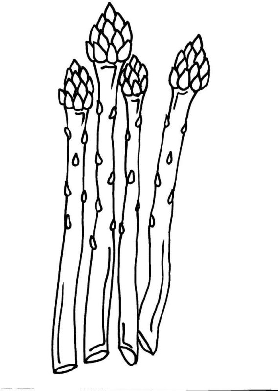 спаржа лекарственная