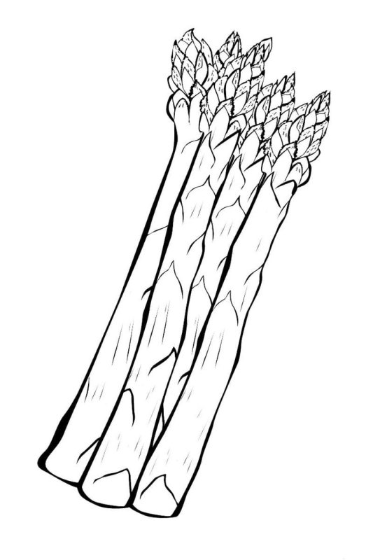 спаржа раскраска