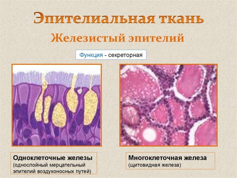 Тип ткани железистый эпителий строение
