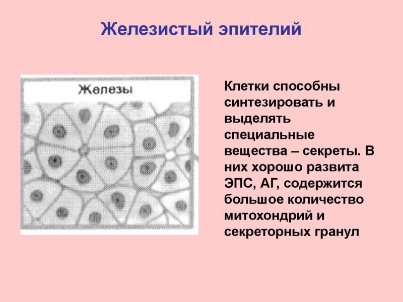Эпителиальная ткань железистый эпителий