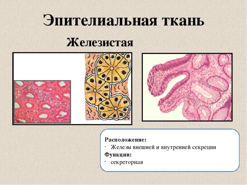 Железистая эпителиальная ткань