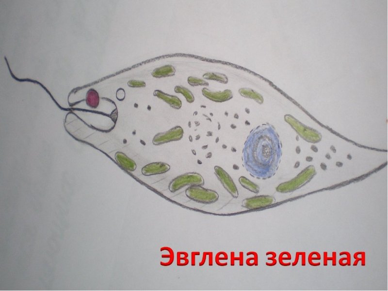 Эвглена зеленая легкие