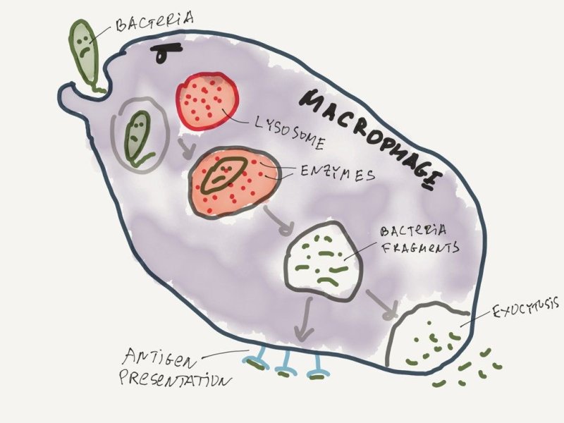 Макрофаг рисунок