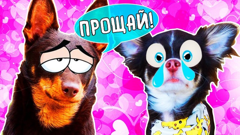 Миша лайк Мэджик петс