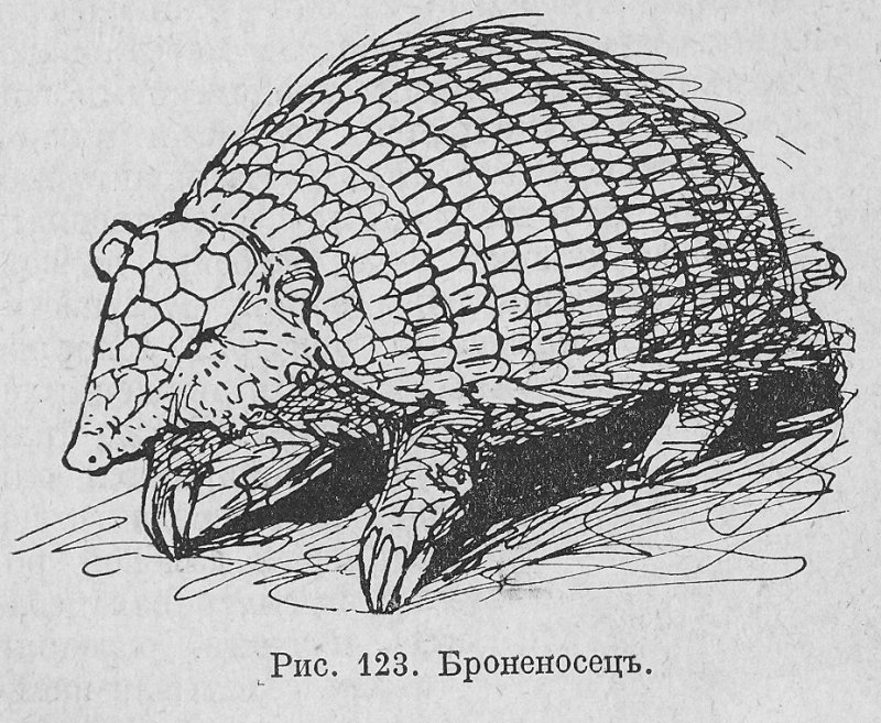 Броненосец животное