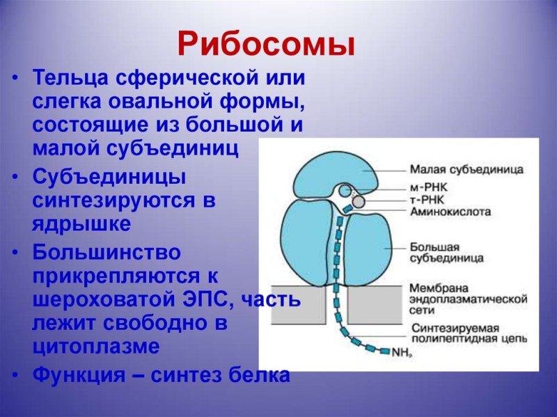Строение рибосомы 10 класс