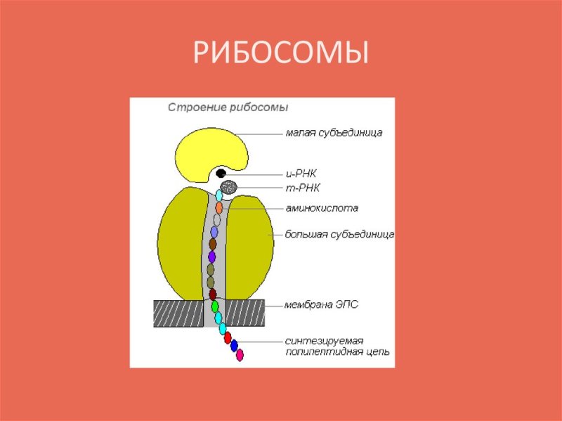 Строение рибосомы эукариотической клетки рисунок