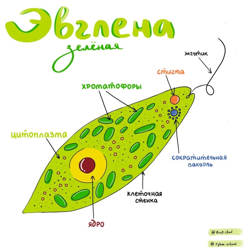 Схема строения эвглены зеленой