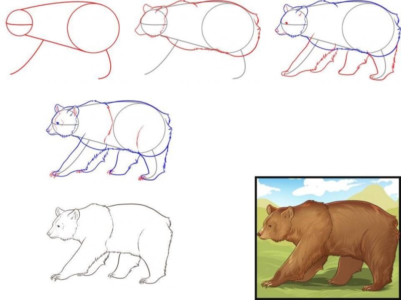 Этапы рисования медведя