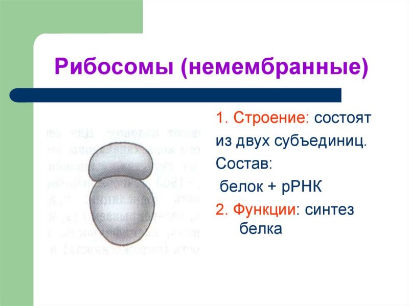 Рибосомы рисунок