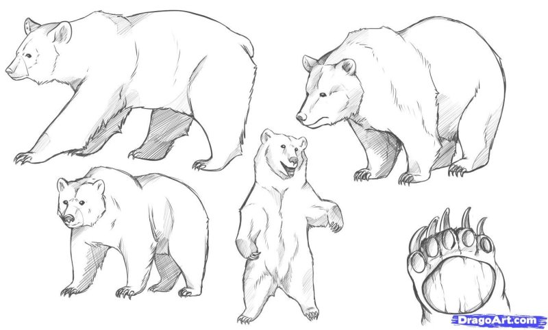 Медведь рисунок карандашом
